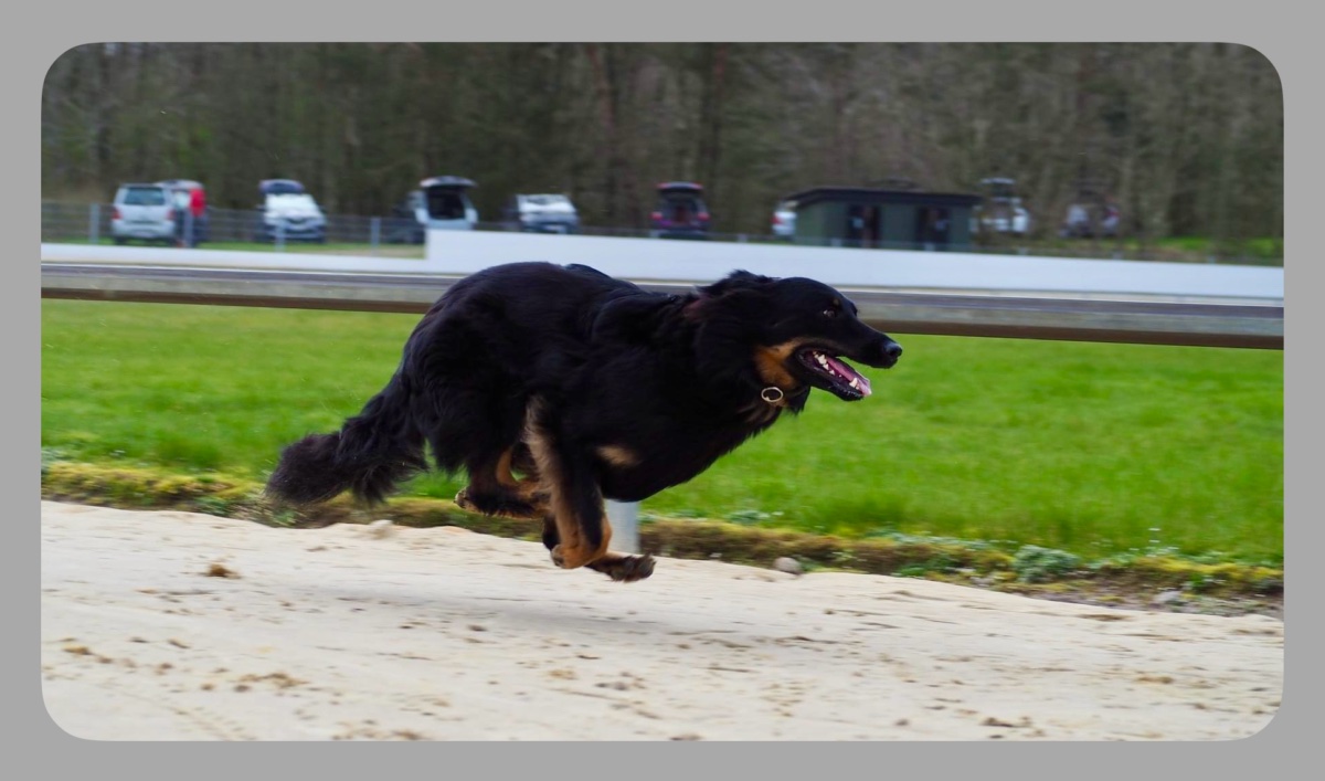 Chodsky Pes - Greyhoundbanen ved Bjerringbro